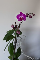 Blooming Pink Orchid 2024