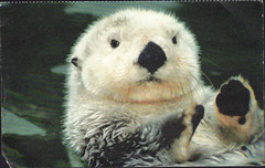 California sea otter in Monterey Bay