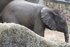 Besuch Nr. 794. am 25-03-2021 in Wuppertal (Der grüne Zoo)