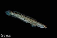Channidae (Snakeheads)
