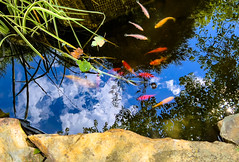 Fish Pond -- Claire's Restaurant Warrenton (VA) August 2023