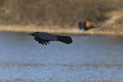 Rabenvögel - Raven - Corvids - Corvidae