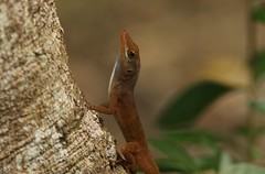 Amphibians & Reptiles Antigua