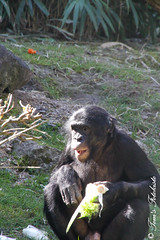 Besuch Nr. 796. am 30-03-2021 in Wuppertal (Der grüne Zoo)