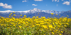 Death Valley National Park Yellow Wildflower Superbloom Snow-capped Telescope Mountain Fuji GFX100s & Fujifilm GF F4 Lens Fine Art Landscape Photography -- Desert Gold Flowers Super Bloom! Elliot McGucken Master Medium Format