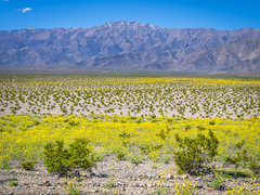 Death Valley National Park Yellow Wildflower Superbloom Fuji GFX100s & Fujifilm GF F4 Lens Fine Art Landscape Photography -- Desert Gold Flowers Super Bloom! Elliot McGucken Master Medium Format California Desert American Southwest Nature Photography