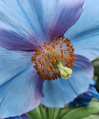 Longwood Blue Poppies 03-23-24