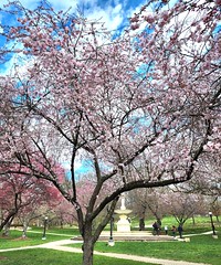 Brandywine Park Cherry Blossoms 03-17-24