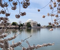 Washington Cherry Blossoms 03-26-24