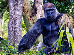 Gorilla Falls Exploration Trail/Maharajah Jungle Trek - March 14, 2024