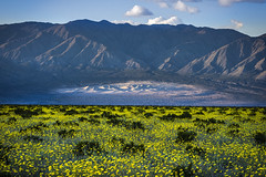 Death Valley National Park Panamint Valley Sand Dunes Yellow Wildflower Superbloom Mountains Fuji GFX100s & Fujifilm GF F4 Lens Fine Art Landscape Photography -- Desert Gold Flowers Super Bloom! Elliot McGucken Master Medium Format California Desert