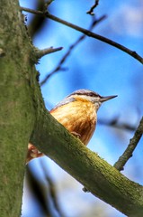 Nuthatch - Boomklever - Sittelle