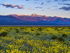 Death Valley National Park Yellow Wildflower Superbloom Snow-capped Telescope Mountain Fuji GFX100s & Fujifilm GF F4 Lens Fine Art Landscape Photography -- Desert Gold Flowers Super Bloom! Elliot McGucken Master Medium Format California Desert