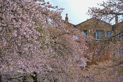 Cherry Blossoms 2024