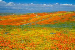 Antelope Valley California Poppy Reserve California Superbloom Wildflowers Elliot McGucken Fine Art Landscape Nature Photography California Mojave Desert !