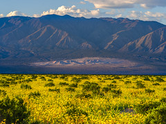 Death Valley National Park Panamint Valley Sand Dunes Yellow Wildflower Superbloom Mountains Fuji GFX100s & Fujifilm GF F4 Lens Fine Art Landscape Photography -- Desert Gold Flowers Super Bloom! Elliot McGucken Master Medium Format California