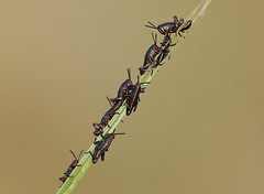Eastern Lubber Grasshopper- Aripeka Sandhills Preserve