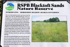 RSPB Blacktoft Sands 30/03/2024