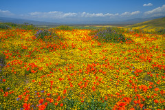 Antelope Valley California Poppy Reserve California Superbloom Wildflowers Elliot McGucken Fine Art Landscape Nature Photography California Mojave Desert !