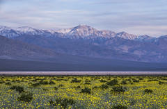 Death Valley National Park Yellow Wildflowers Superbloom Sony A1 & Sony 70-200mm F2.8 Zoom Lens Fine Art Landscape Photography -- Desert Gold Flowers Super Bloom Panamint Valley Panamint Mountain Range! Elliot McGucken California Desert Southwest