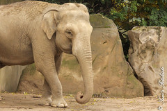Besuch Nr. 781. am 24-10-2020 in Krefeld (Zoo)
