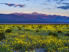 Death Valley National Park Yellow Wildflower Superbloom Snow-capped Telescope Mountain Fuji GFX100s & Fujifilm GF F4 Lens Fine Art Landscape Photography -- Desert Gold Flowers Super Bloom! Elliot McGucken Master Medium Format California Desert
