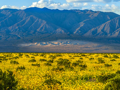 Death Valley National Park Yellow Wildflower Superbloom Panamint Dunes Fuji GFX100s & Fujifilm GF Lens Fine Art Landscape Photography -- Desert Gold Flowers Super Bloom! Elliot McGucken Master Medium Format California Desert American West