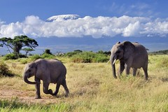 KENYA : Parc national d'Amboseli, mars 2024