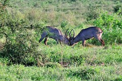 KENYA : Réserve Taita Hills Wildlife, mars 2024 