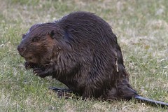 Beaver Tales