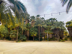 Serene Oasis Palm Trees Living Desert Zoo
