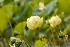 Wildflowers - American Lotus