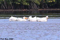 American White Pelican FL 24