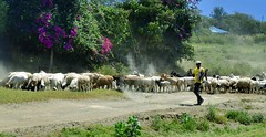 KENYA : le long des routes et pistes, mars 2024