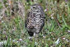 Burrowing Owl FL 24