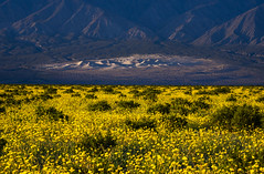 Epic Scenic View Death Valley National Park Yellow Wildflowers Superbloom Landscape Photography -- Desert Gold Flowers Super Bloom! Elliot McGucken California Desert American Southwest Nature Photography