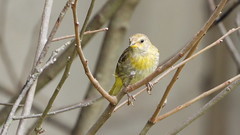 Canário-rasteiro - Stripe-tailed Yellow-Finch