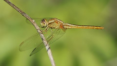 Scarlet Skimmer (immature male)- Beacon Woods Ponds
