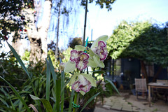 peloric orchids #2