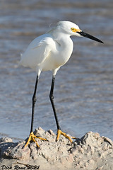Snowy Egret FL 24