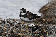Semipalmated Plover FL 24