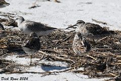 Red Knot FL 24