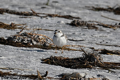 Piping Plover FL 24