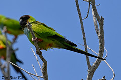 Nanday Parakeet FL 24