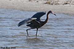 Reddish Egret FL 24