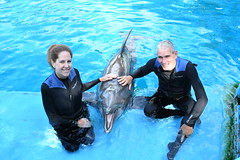 Six Flags Dolphin Swim