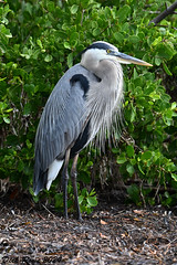 Great Blue Heron FL 24