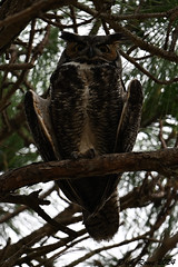 Great Horned Owl FL 24
