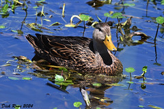 Mottled Duck FL 24
