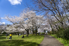 青葉の森公園 桜 2024